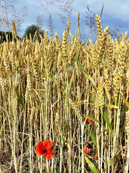 Wheat Cereal Grain Farming Bread Food