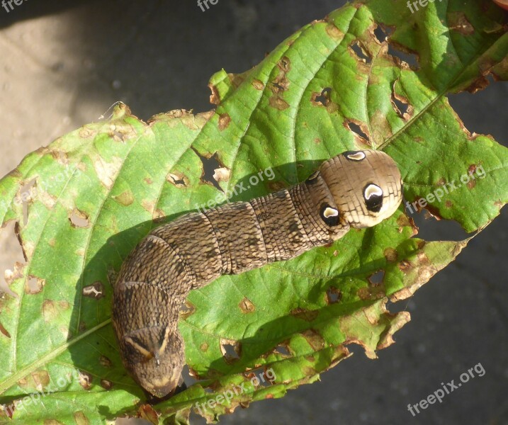 Caterpillar Larva Nature Leaf Insect