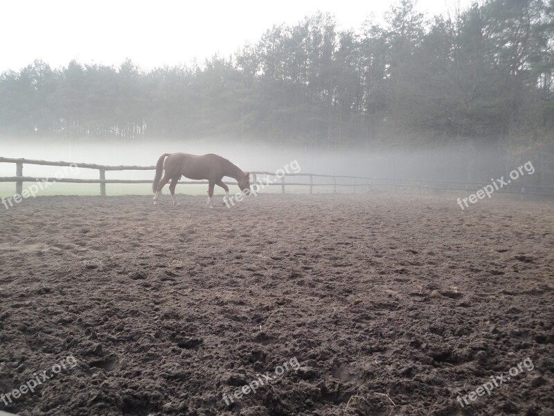 Horse Fog Nature Animal Ranch