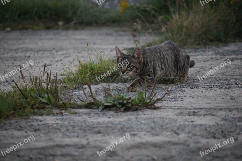 Cat Sneak Up On Hunting Domestic Cat Kitten