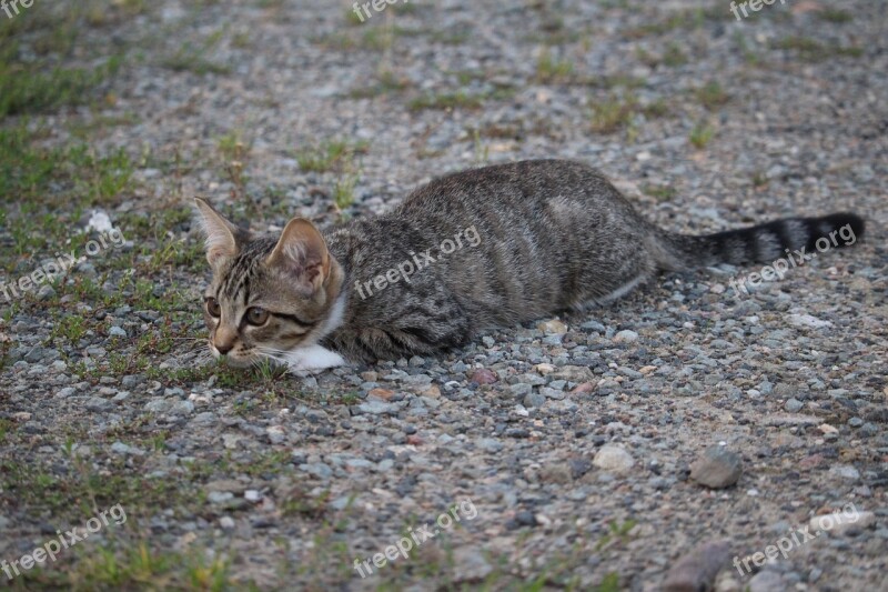 Cat Baby Mackerel Cat Lauer Kitten