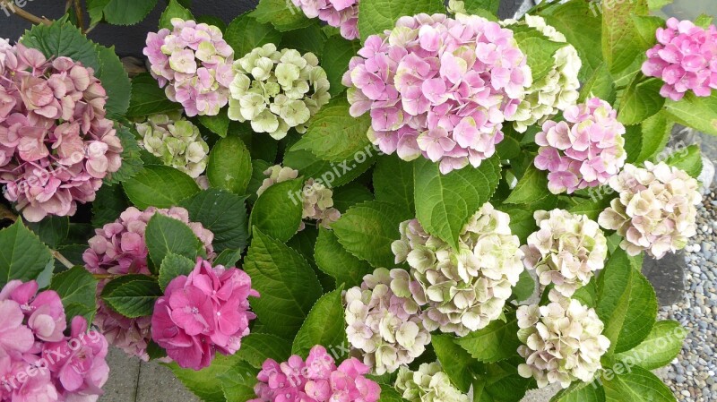 Hydrangeas Flowers Pink Garden Nature