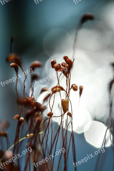 Moss Plant Pond Sun Sunbeam