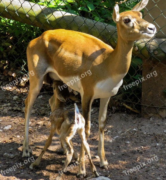 Roe Deer Kitz Young Fawn Cute