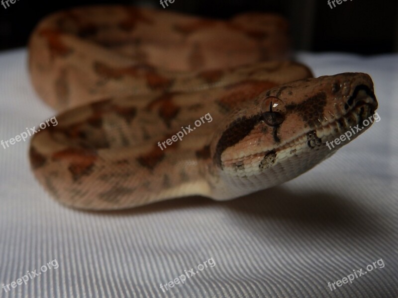 Snake Boa Constrictor Imperator Terrarium Free Photos