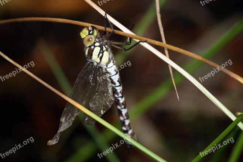 Dragon-fly Pollution Deformed Wings Free Photos