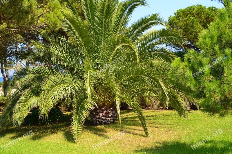 Palm Canarian Palm Spain Free Photos