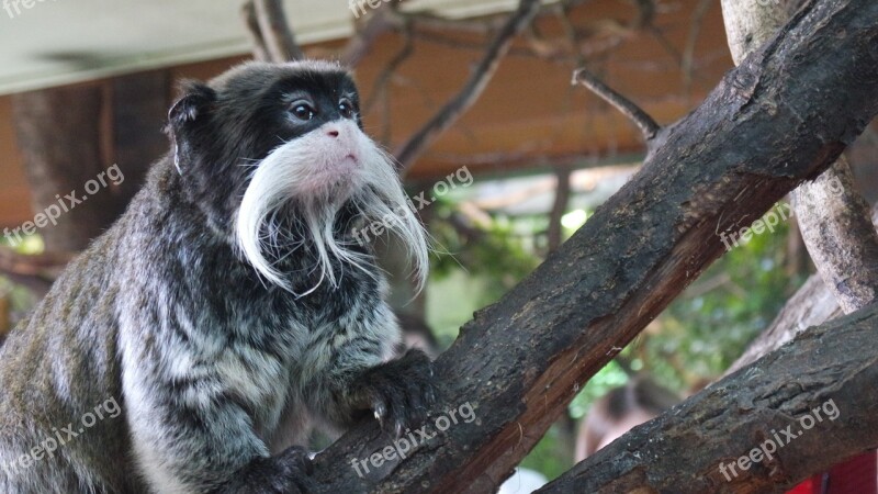 Emperor Tamarins Monkey London Zoo Primates Emperor Tamarin