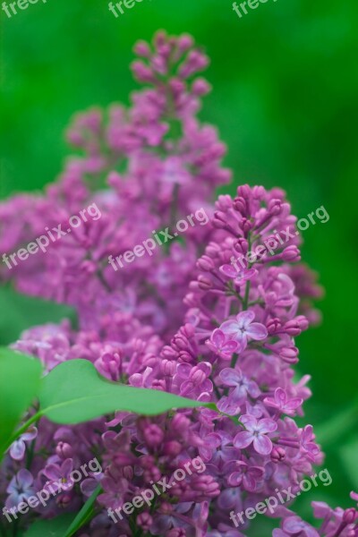 Lilac Flowers Spring Nature Plant