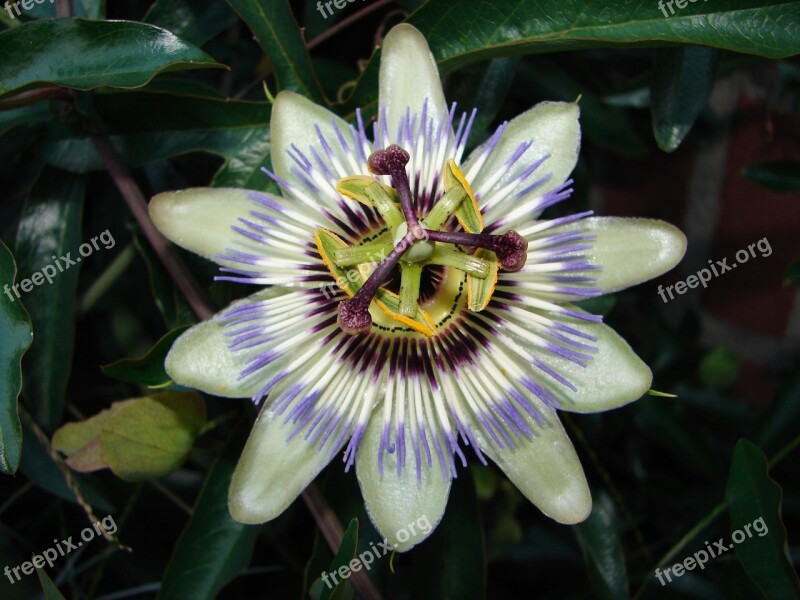 Passion Flower Flower Nature Garden White