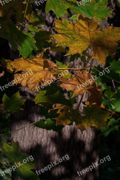 Forest Autumn Foliage Nature Tree