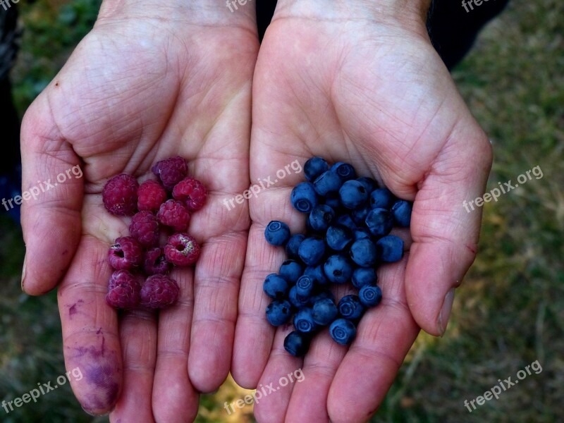 Collect Berries Blueberries Wild Raspberries Forest Free Photos