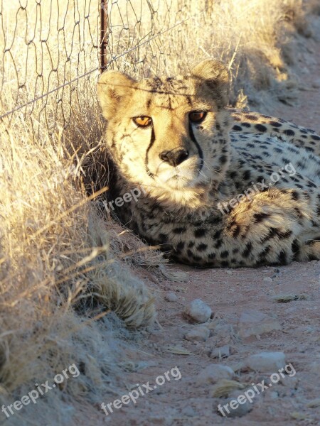 Cheetah Tame Nambia Hammerstein Lodge Free Photos