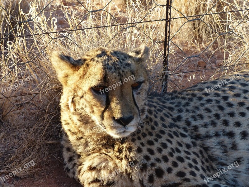 Cheetah Tame Nambia Hammerstein Lodge Free Photos