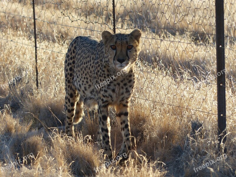 Cheetah Tame Nambia Hammerstein Lodge Free Photos