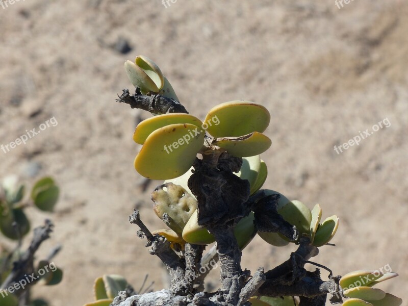 Taler Bush Desert Plant Namibia Free Photos