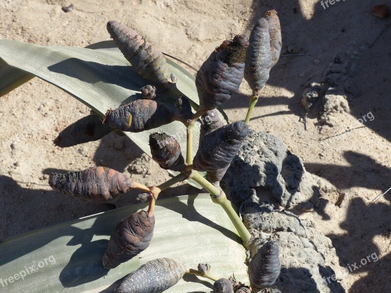 Welwitischia Mirabilis Desert Plant Namib Desert Free Photos