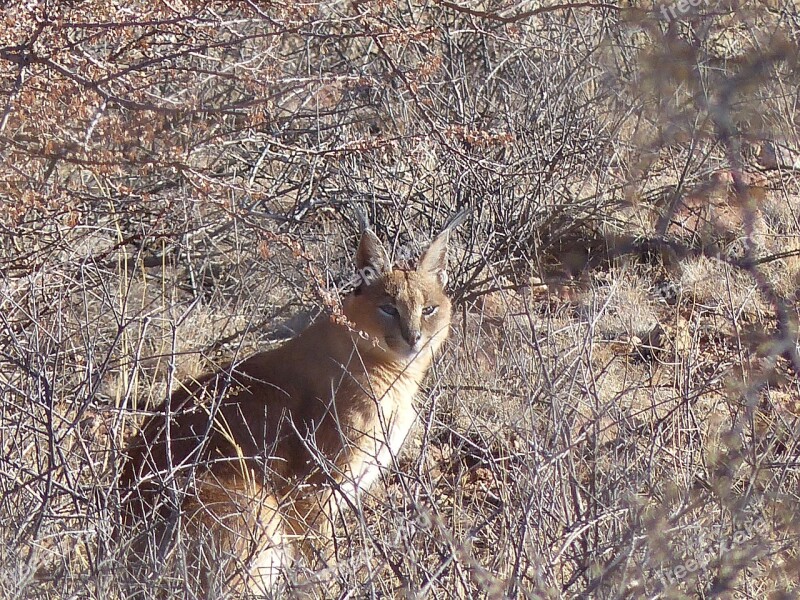 Karakal Lynx Wildcat Lynx-like Free Photos