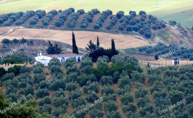 Olive Cultivation Property Agriculture Andalusia Free Photos