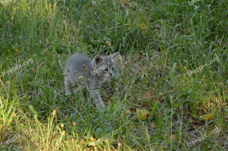 Cat Puppy Gray Curious Free Photos