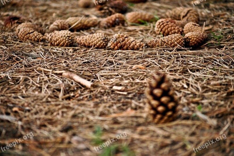 Cones Forest Autumn Plants Pine Cone