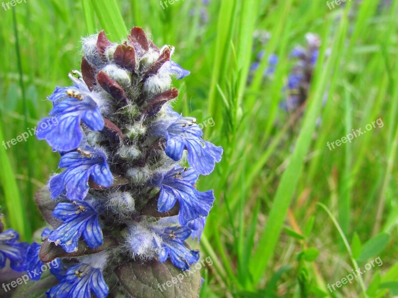 Flowers Spring Blue Flower Grass