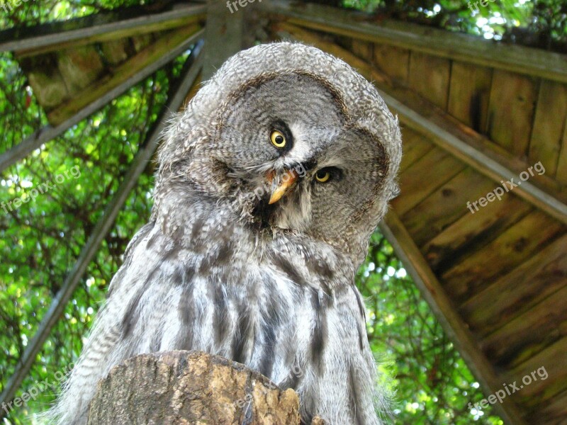 Bart Owl Weird Bird Animal World Funny Free Photos