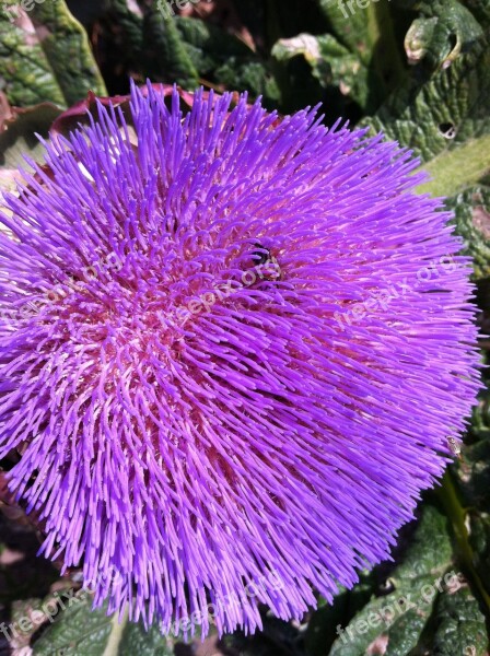 Flower Purple Lavender Fluffy Garden