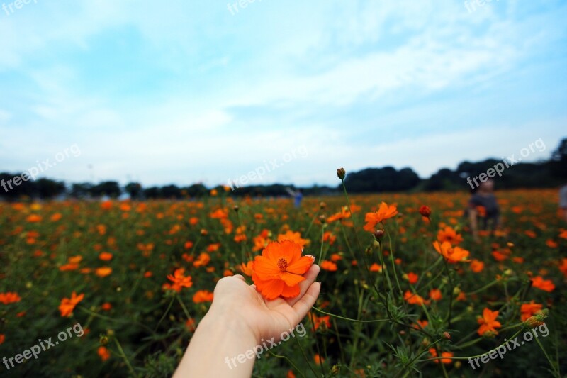 Sky Cheomseongdae Cosmos Hand Nature