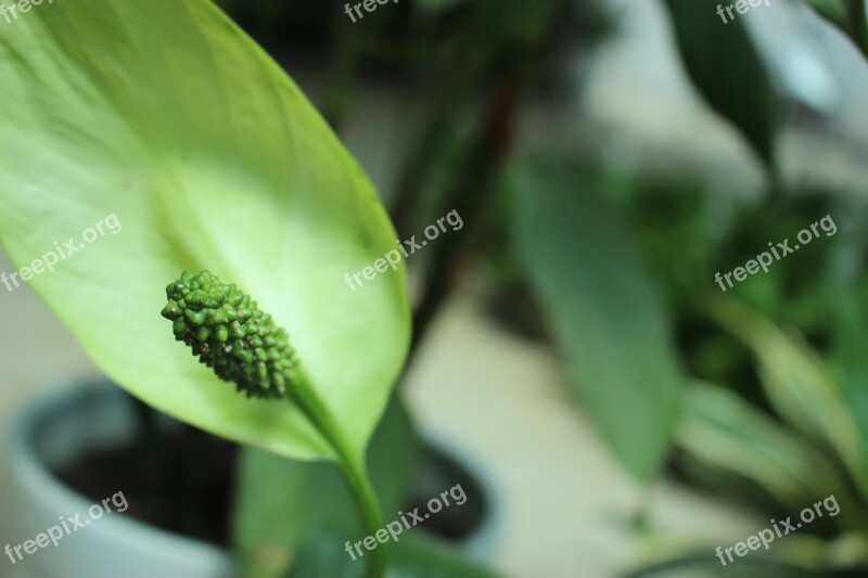 Potted Plants Plant Small Fresh Free Photos