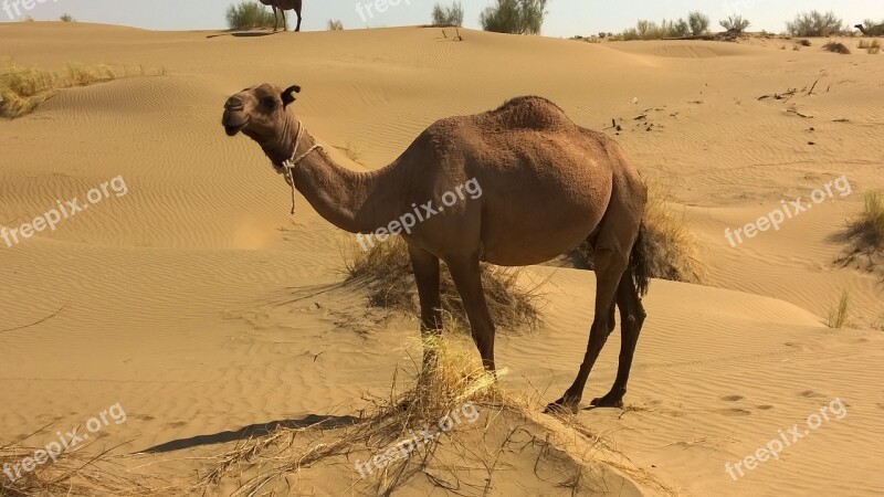 Camel Turkmenistan Desert Animals Free Photos