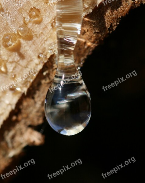 Drop Of Resin Bitumen Wood Forest Nature