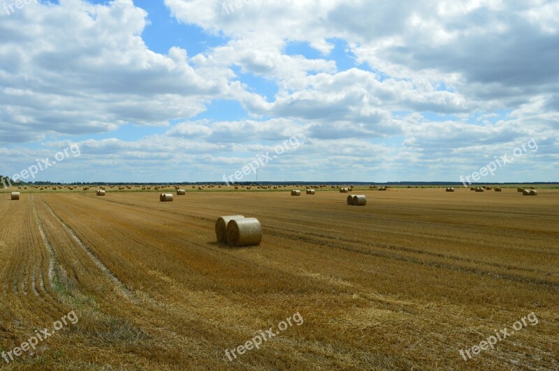 Wheat Field Agriculture Harvesting Straw