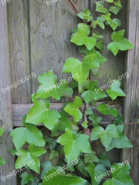 Ivy Wall Climber Plant Efeuranke Ranke