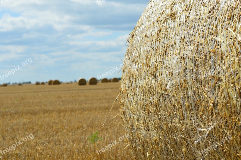 Wheat Field Agriculture Harvesting Straw