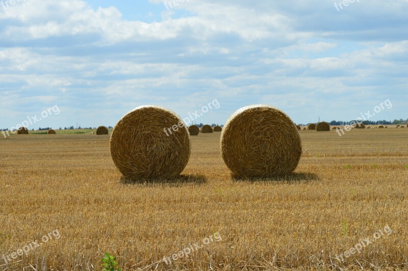 Wheat Field Agriculture Harvesting Straw