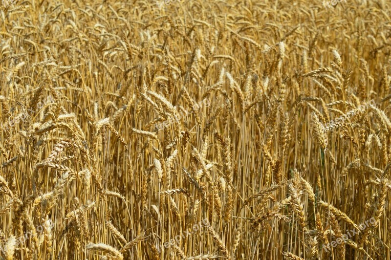 Wheat Ears Of Corn Field Agriculture Farming