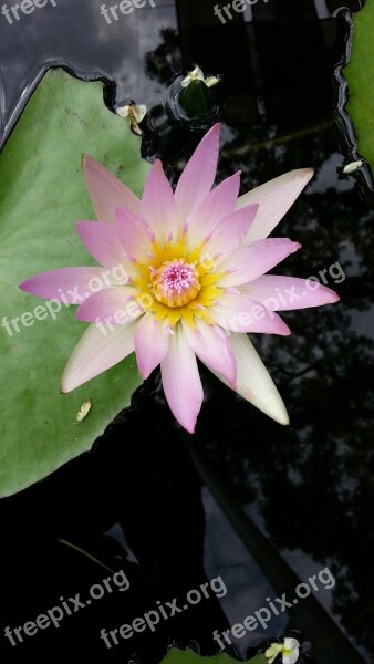 Water Lilies Lotus Plants Free Photos