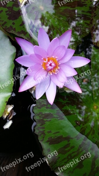 Water Lilies Lotus Plants Free Photos