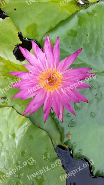 Water Lilies Lotus Plants Free Photos