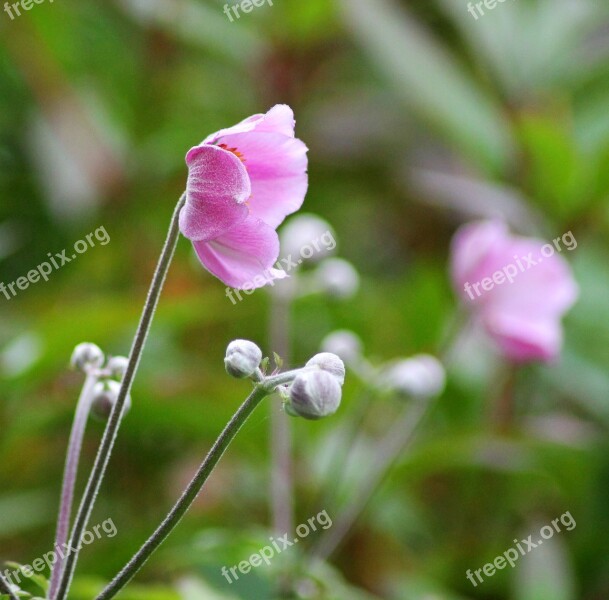 Harvest Anemone Perennial Pink Flower Plant