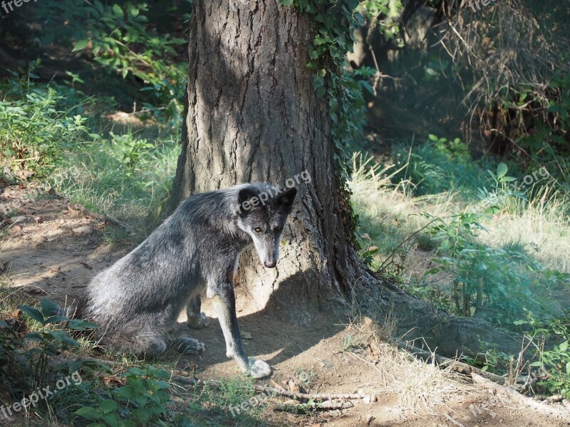 Wolf Zoo Timberwolf Black Nature