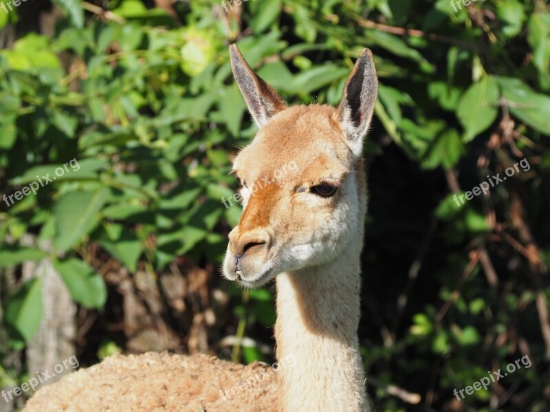 Lama Face Zoo View Animal