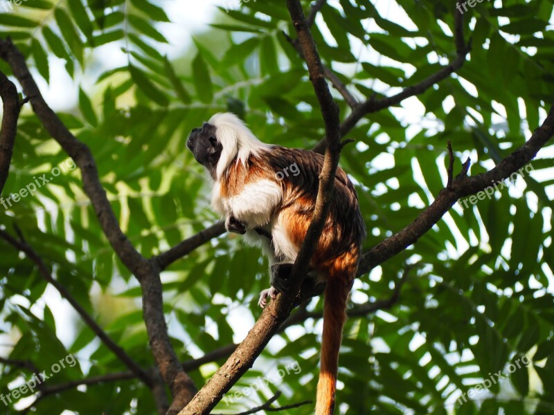 Cottontop Tamarin Small Monkey Sweet Cheeky