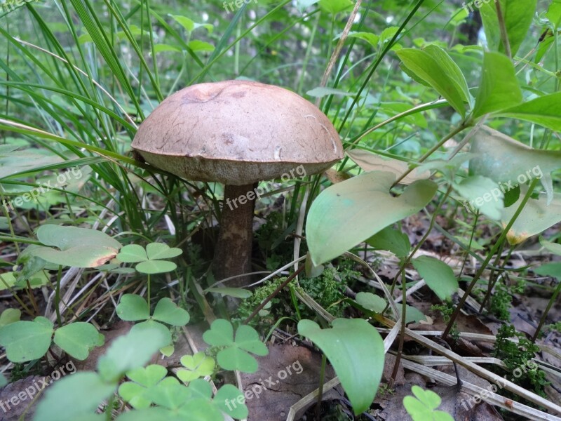 Mushroom Nature Fungi Forest Boletus