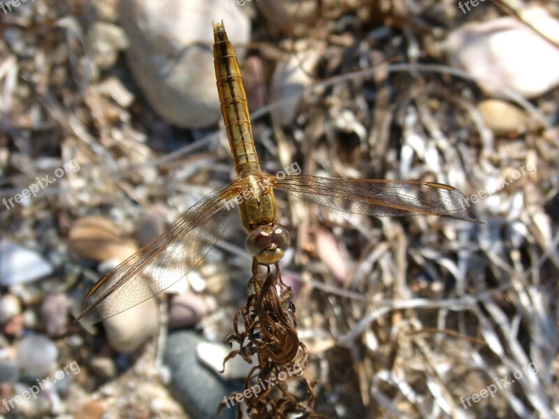 Dragonfly Golden Insects Ebro Delta Free Photos