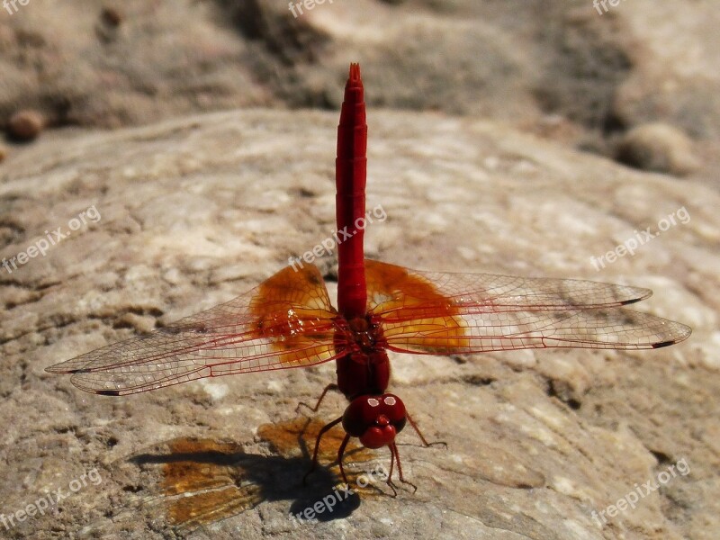 Dragonfly Red Insect Detail Free Photos