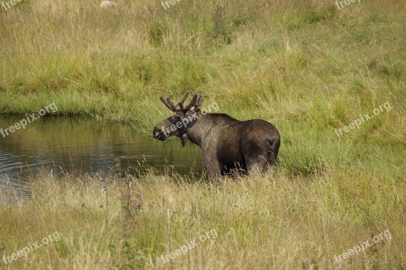 Moose Bull Moose Males Antler Sweden