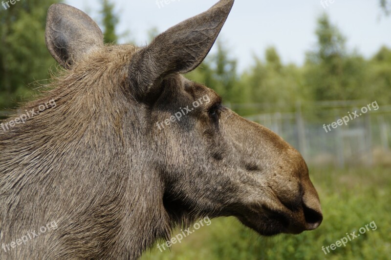 Moose Animal Portrait Head Moose Cow Sweden