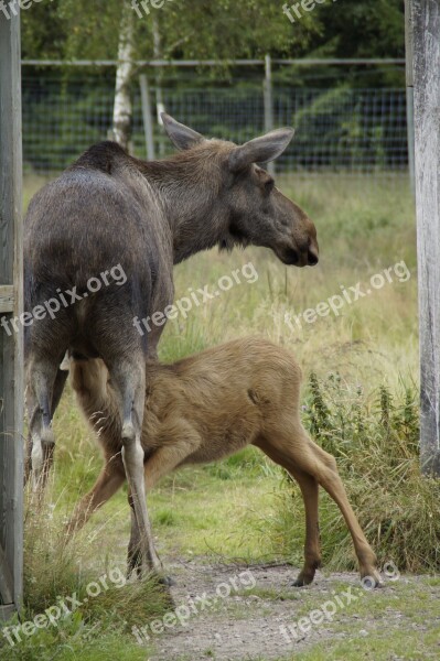 Elk Park Moose Elche Young Animal Suckle